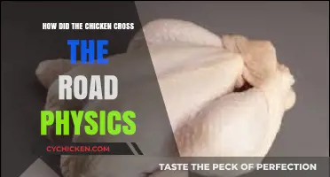 Physics Explains: How Chickens Safely Cross Roads and Survive