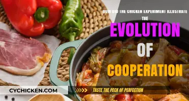 Chicken Experiment: Evolution of Cooperation