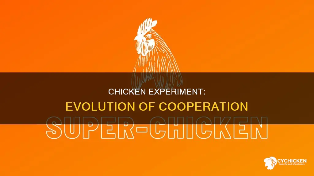 how did the chicken experiment illustrate the evolution of cooperation