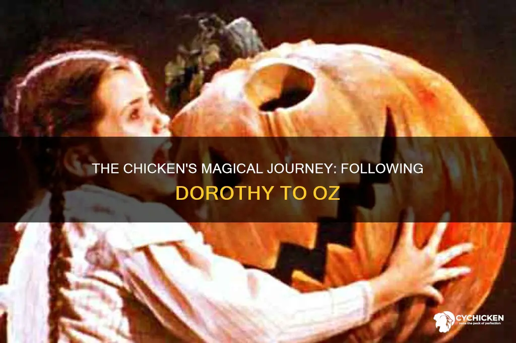 how did the chicken follow dorothy to oz