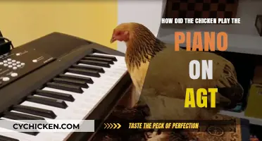 The Chicken's AGT Piano Performance: How?