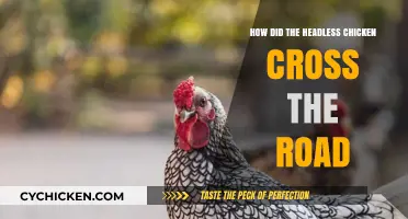 The Curious Tale of Mike: A Headless Chicken's Road Crossing
