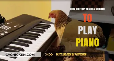 Teaching Chickens to Play Piano: The Unlikely Musical Journey
