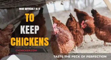 Keeping Chickens: Challenges and Rewards of Backyard Poultry Care