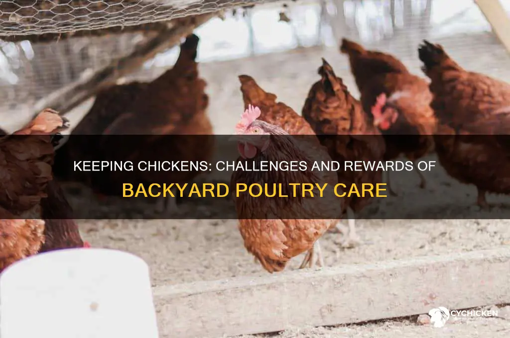 how difficult is it to keep chickens