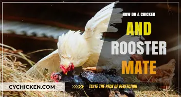 Understanding the Mating Rituals of Chickens and Roosters: A Guide
