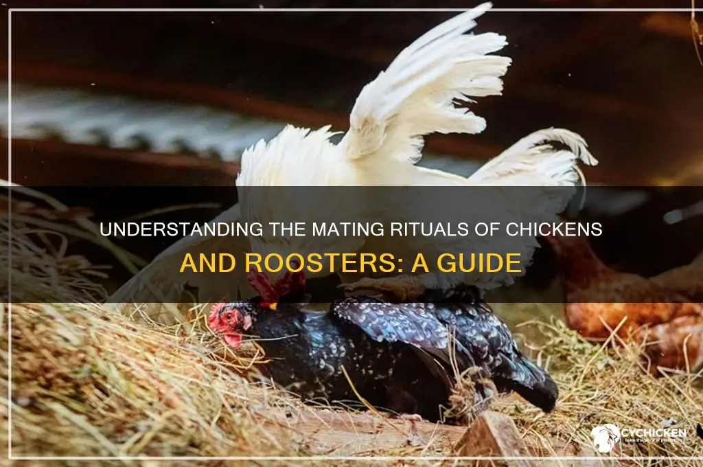 how do a chicken and rooster mate