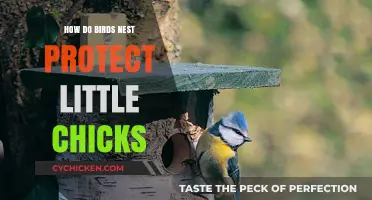 How Birds Safeguard Chicks: The Science Behind Nest Protection
