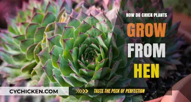 From Hen to Chick Plant: Unveiling the Unique Growth Process