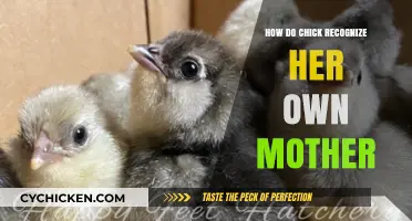 Chick Recognition: How Baby Birds Identify Their Mother