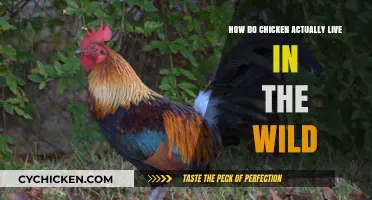 Exploring the Wild Lives of Chickens: Natural Habits and Survival Strategies