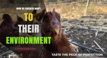 Chicken Survival Strategies: Adapting to Diverse Environments Naturally