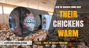 Keeping Chickens Cozy: Innovative Methods for Warmth on Poultry Farms