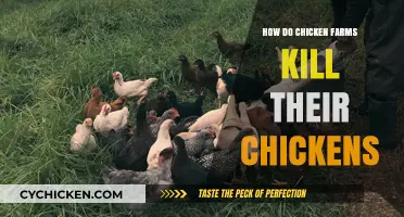 The Harsh Reality: How Chicken Farms Slaughter Their Birds