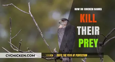 Chicken Hawks' Lethal Hunting Techniques: How They Capture and Kill Prey