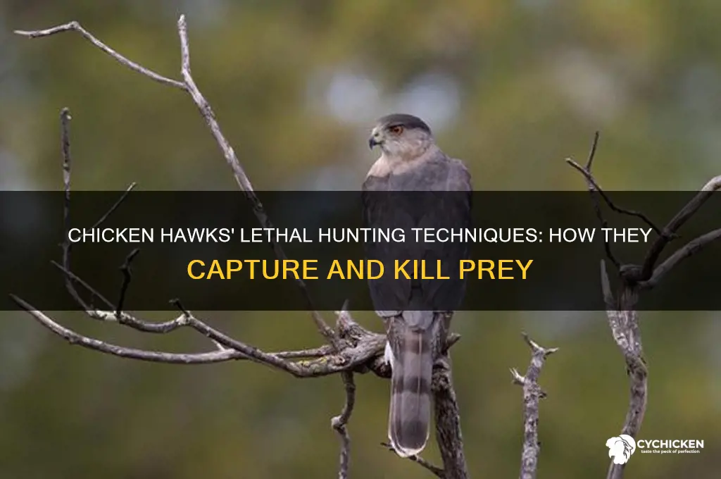 how do chicken hawks kill their prey