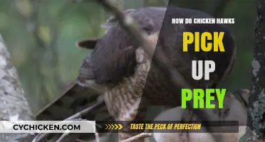 How Chicken Hawks Master the Art of Prey Capture in Flight