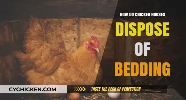 Efficient Bedding Disposal Methods in Modern Chicken Housing Systems
