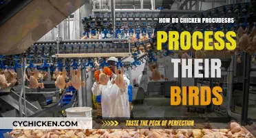 From Farm to Table: The Chicken Processing Journey Explained
