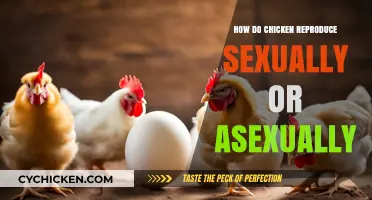 Understanding Chicken Reproduction: Sexual and Asexual Methods Explained
