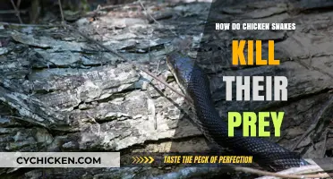 How Chicken Snakes Hunt and Subdue Their Prey: A Deadly Process