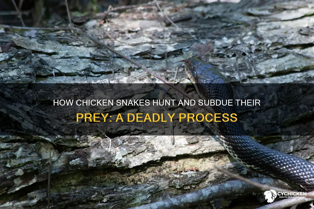 how do chicken snakes kill their prey