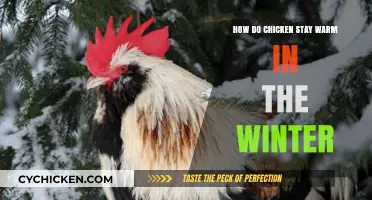 Winter Warmth: How Chickens Stay Cozy in Cold Weather