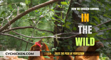 Wild Chickens: Survival Tactics and Adaptations in Natural Habitats