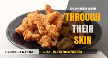 Unusual Chicken Biology: How They Excrete Through Their Skin