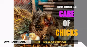 Nurturing the Brood: How Chickens Care for Their Chicks