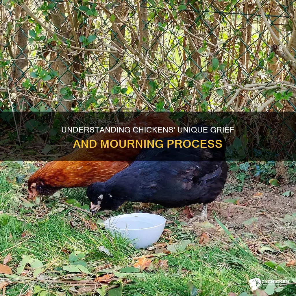 how do chickjens handle the death of another chicken