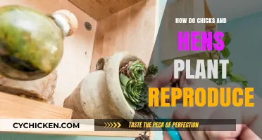 Chicks and Hens Plant Reproduction: A Unique Propagation Guide