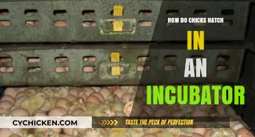 Incubator Hatching Process: How Chicks Emerge from Eggs Successfully