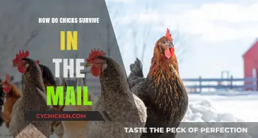 Chicks in the Mail: Survival Secrets of Postal Hatchlings