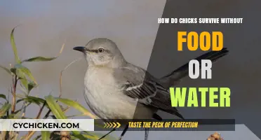 Chicks' Survival Secrets: How They Thrive Without Food or Water