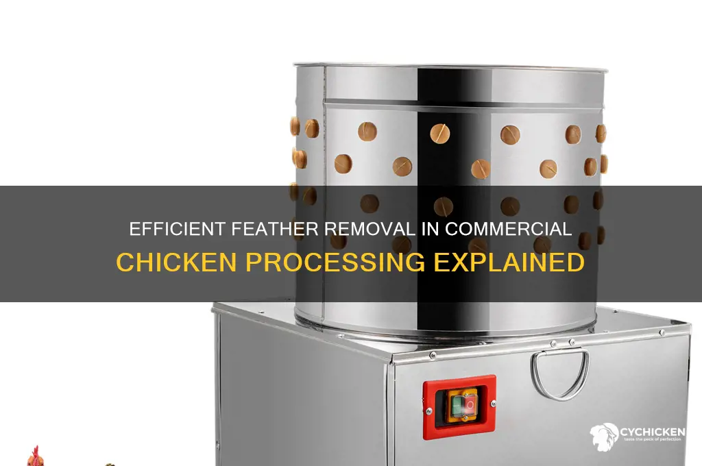 how do commercial chicken processing remove feathers
