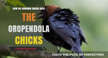 Cowbird Chicks' Surprising Role in Oropendola Nest Success