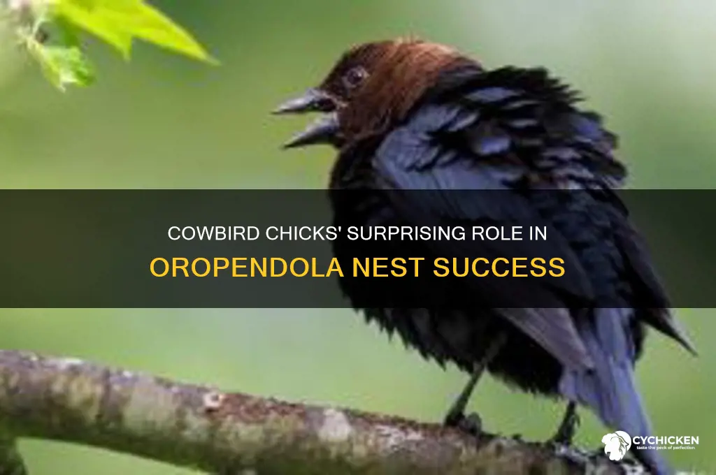 how do cowbird chicks help the oropendola chicks