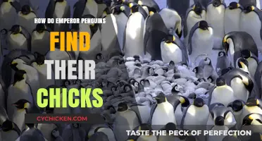 Emperor Penguins' Remarkable Chick Reunion Strategies in Antarctica's Harsh Landscape