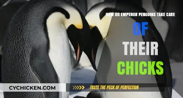 Emperor Penguins: Devoted Parents, Amazing Chick Care