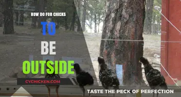 Raising Chicks Outdoors: Tips for a Healthy, Happy Flock