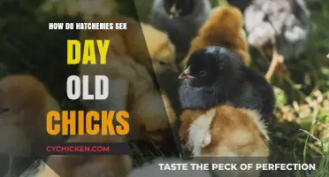 Unveiling the Hatchery Process: How Day-Old Chicks Are Sexed