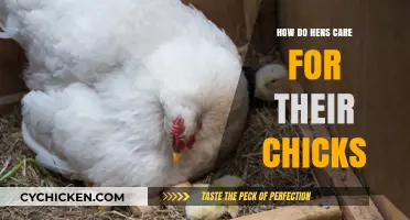 Nurturing Nature: How Hens Tenderly Care for Their Chicks