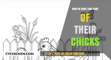 Nurturing Nature: How Hens Tenderly Care for Their Chicks