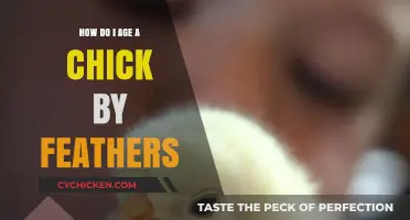 Identifying Chick Age Through Feather Development: A Comprehensive Guide