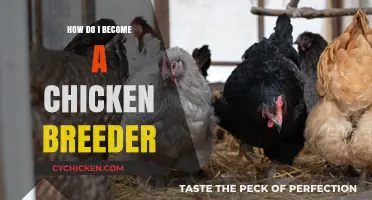 Mastering Chicken Breeding: A Beginner's Guide to Raising Healthy Flocks