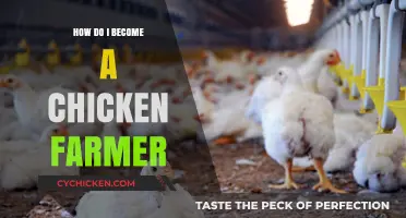 Start Your Chicken Farming Journey: A Beginner's Guide to Success
