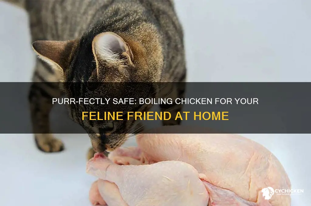 how do i boil chicken for my cat