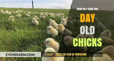 Caring for Day-Old Chicks: Essential Tips for Healthy Growth