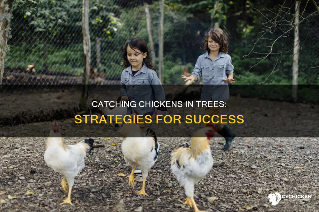 how do i catch a chicken in my tree